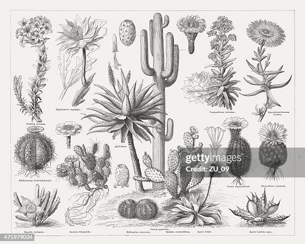 illustrazioni stock, clip art, cartoni animati e icone di tendenza di cactuses, pubblicato nel 1876 - piante grasse