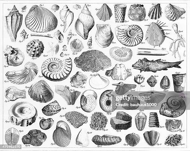 fossilien aus verschiedenen epochen gravur - muschel stock-grafiken, -clipart, -cartoons und -symbole