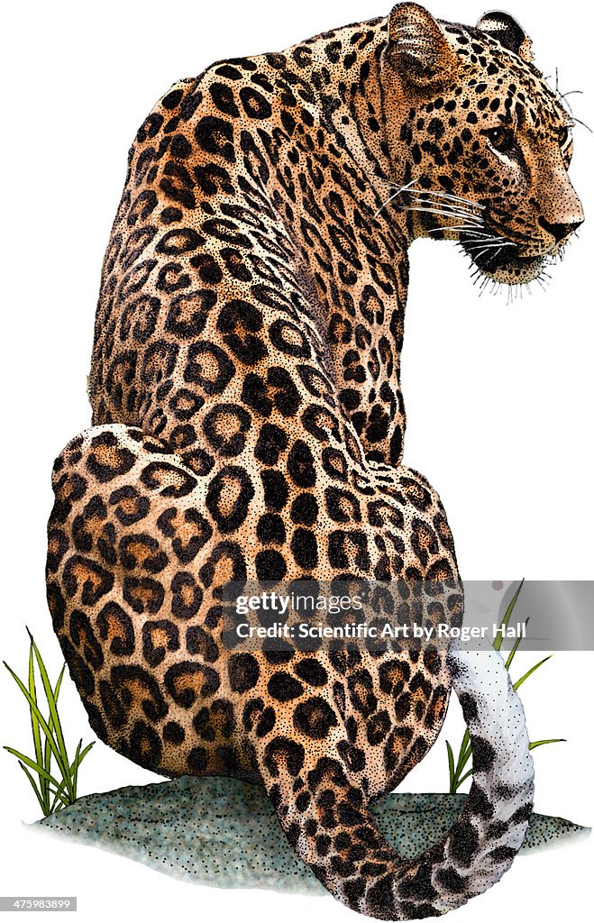 Persian Leopard