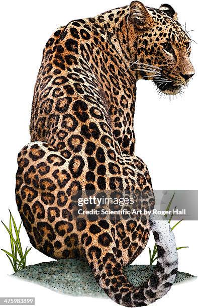 persian leopard - leopard stock illustrations