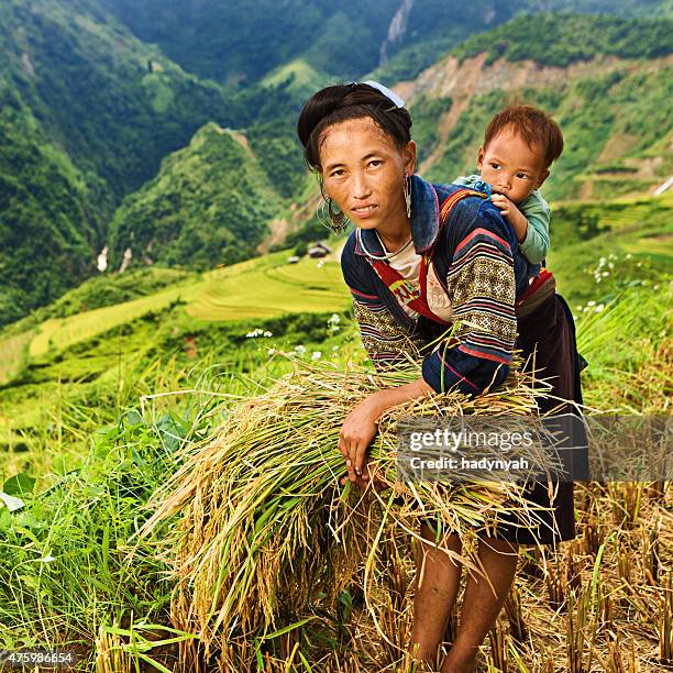 recolección de arroz vietnamita madre con su bebé en la parte posterior - minoría miao fotografías e imágenes de stock