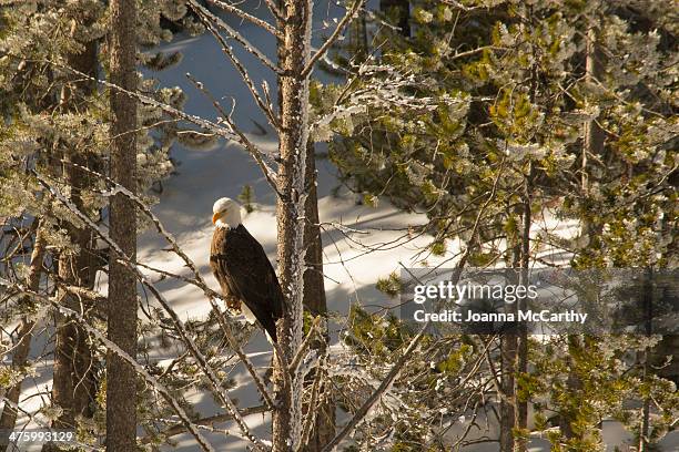 Cold Eagle 6,121 Snow Eagle Stock Photos, High-Res Pictures, and Images - Getty Images