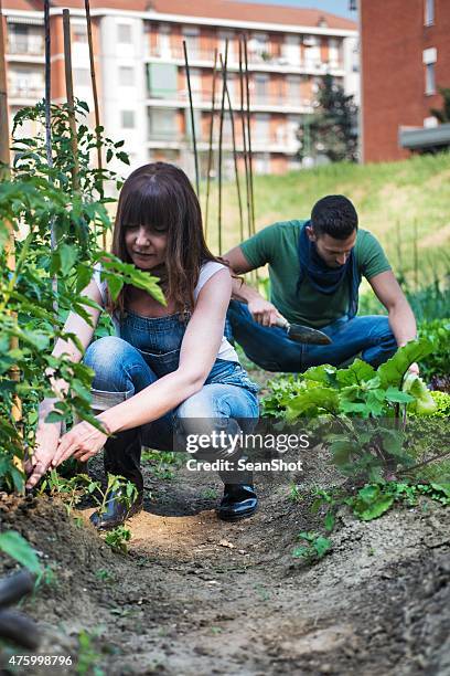 people working in a urban city vegetables garden - sean gardner stock pictures, royalty-free photos & images
