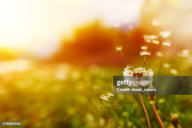 diente de león en el viento de tiempo - escena de tranquilidad fotografías e imágenes de stock