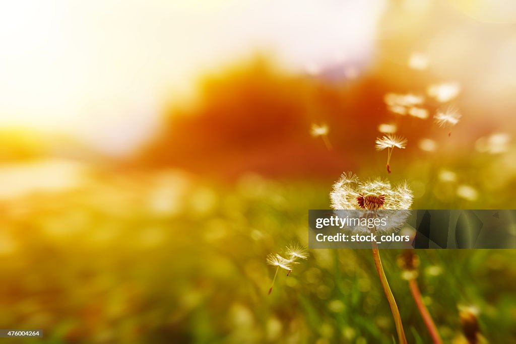 Vent pissenlit dans le printemps