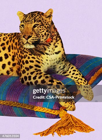 Leopard Resting On Pillow Leopard Resting On Pillow