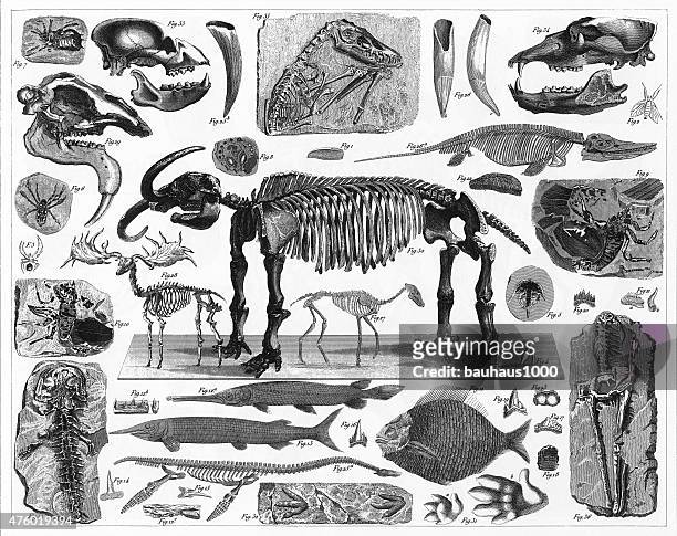 fossilien, titel und leichen gravur - animal skeleton stock-grafiken, -clipart, -cartoons und -symbole