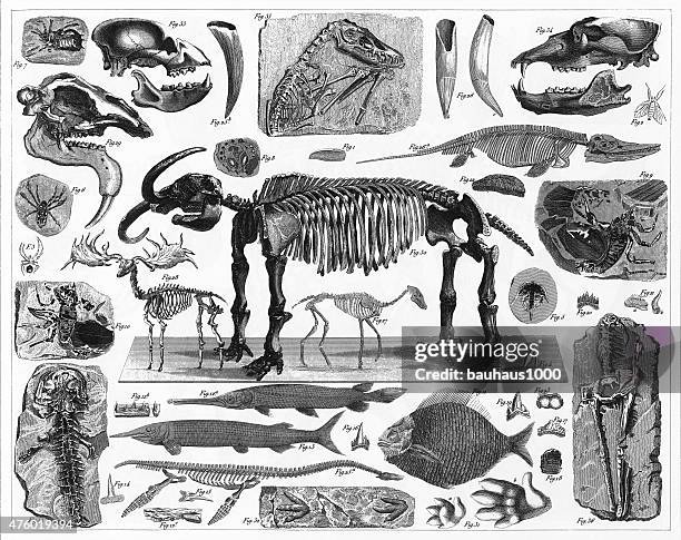 ilustrações, clipart, desenhos animados e ícones de fósseis, faixas e esqueletos engraving - fossil