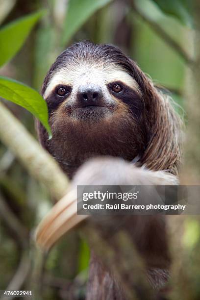 animal - three toed sloth fotografías e imágenes de stock