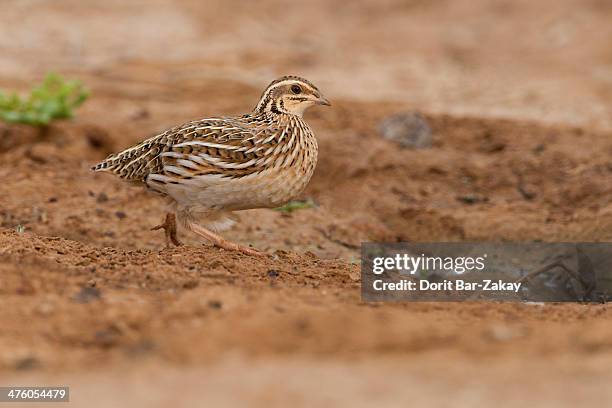 common quail (coturnix coturnix) - common quail stockfoto's en -beelden