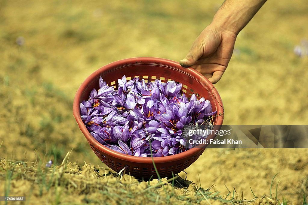 Saffron harvest in Kashmir