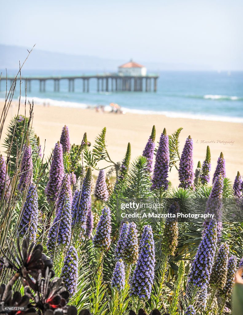 Manhattan Beach Pier