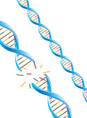 DNA molecular