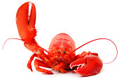 Hello lobster