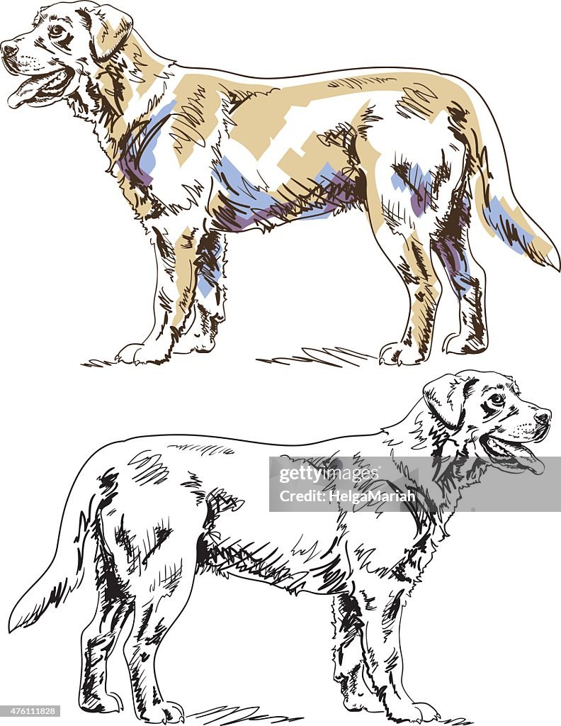 Labrador perro de pura raza de inactividad vista lateral, los lápices y la tinta dibujo