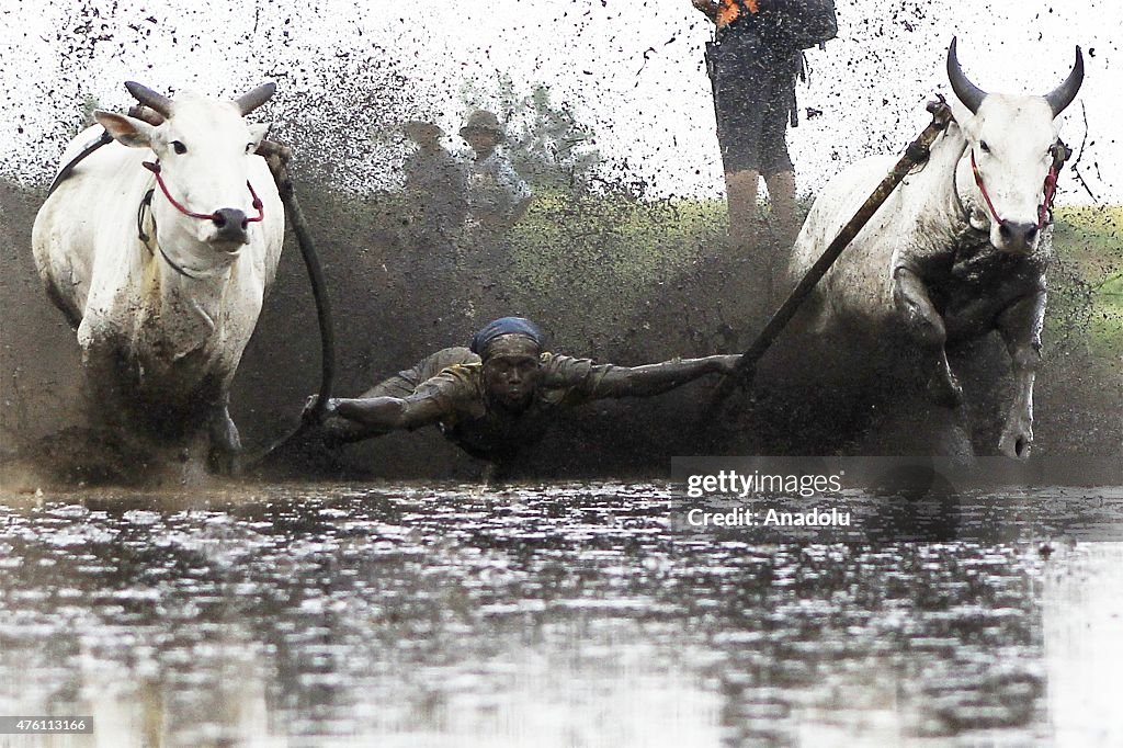 Traditional Pacu Jawi cow race