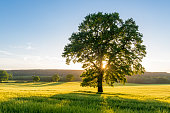 Sycamore Tree in Summer Field at Sunset, England, UK