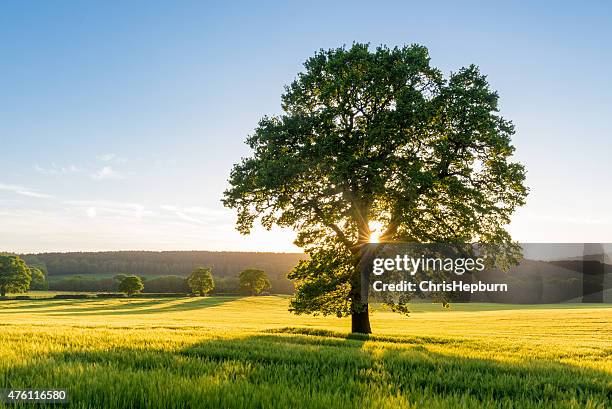 sycamore tree in summer field at sunset, england, uk - trees stock pictures, royalty-free photos & images