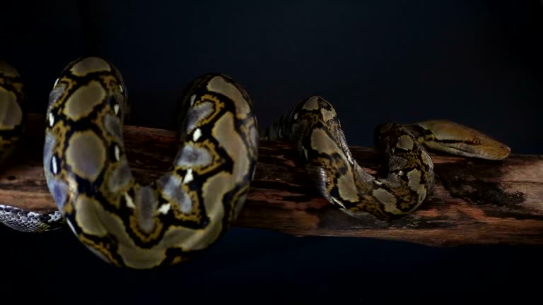 85 Reticulated Python Stock Videos, Footage, & 4K Video Clips - Getty ...