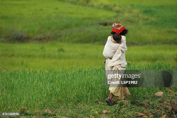 ethiopian woman carry baby on back in green fields. - tigray stock pictures, royalty-free photos & images