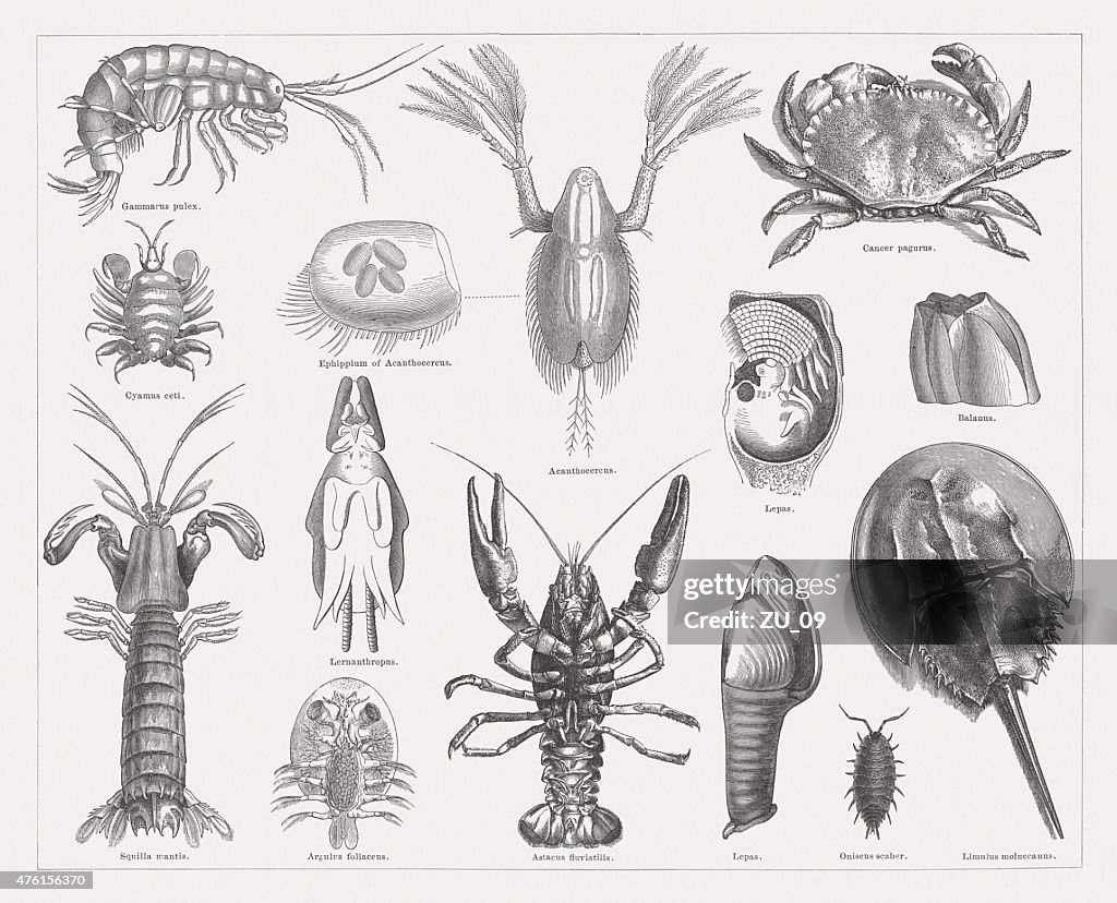 Crab, wood engravings, published in 1877