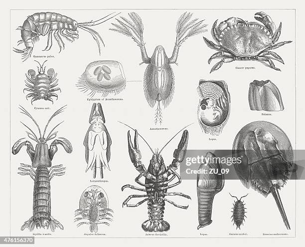 crab, wood engravings, published in 1877 - louse stock illustrations