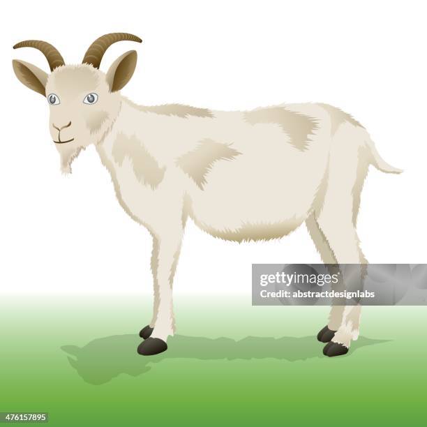 goat - fur coat stock illustrations