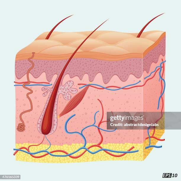 stockillustraties, clipart, cartoons en iconen met human hair follicle - menselijke huid