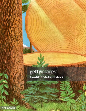 Large Tree Being Cut Down Large Tree Being Cut Down