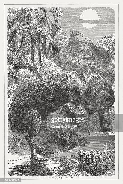 kiwi, wood engraving, published in 1877 - southern brown kiwi stock illustrations