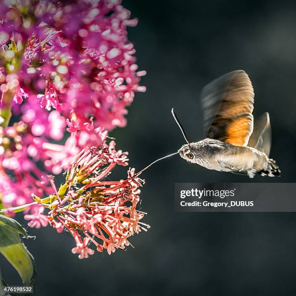 Mootu Insect 250 Sphinx Moths Sphinx Moth Stock Photos, High-Res Pictures, and ...