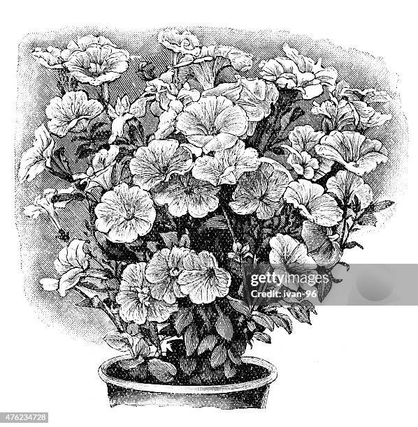 petunia - petunia stock illustrations