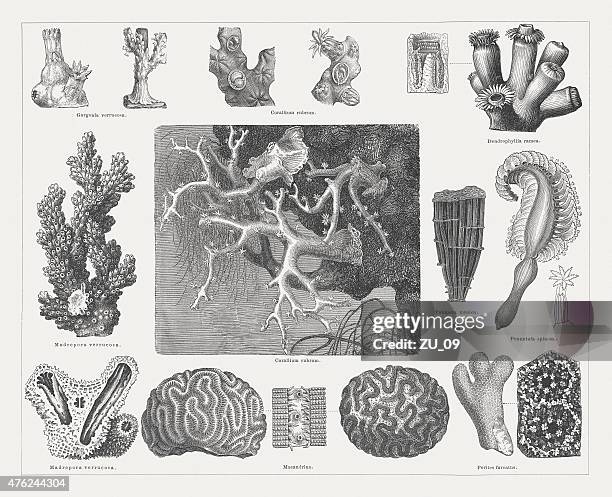 corals, wood engravings, published in 1877 - organ pipe coral stock illustrations