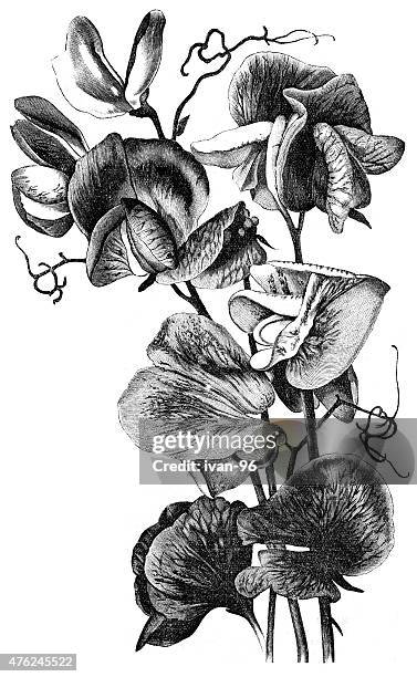 sweet peas - sweet pea bouquet stock illustrations
