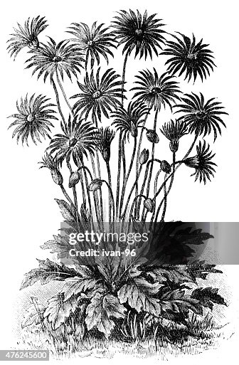 Gerbera Gerbera