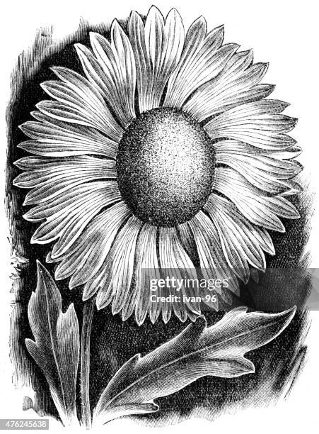 gaillardia - indian blanket stock illustrations