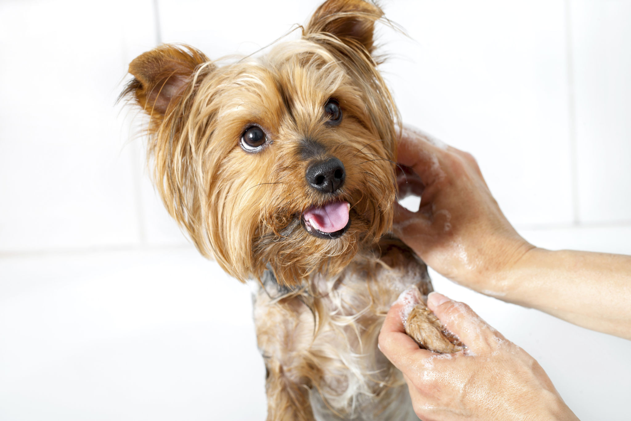 yorkie bath