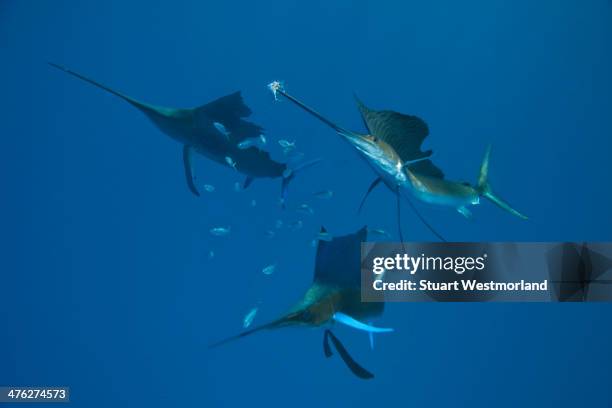 sailfish serendipity - sailfish stock pictures, royalty-free photos & images