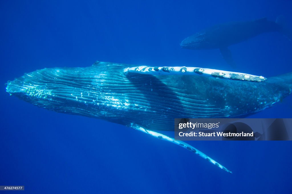 Curious whale