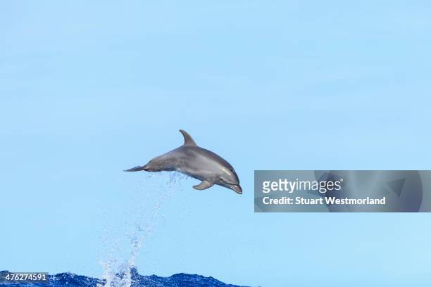 airborn juvenile dolphin - baby dolphin stock pictures, royalty-free photos & images