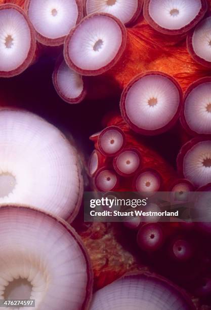 octopus suckers - giant octopus stock pictures, royalty-free photos & images