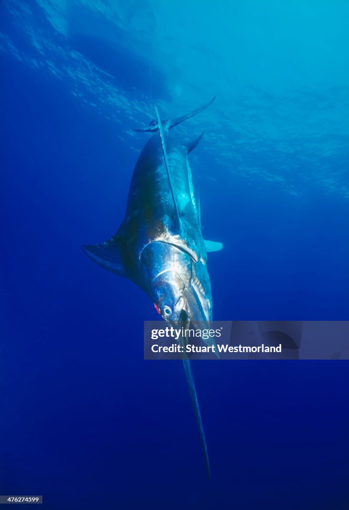 Hooked giant marlin
