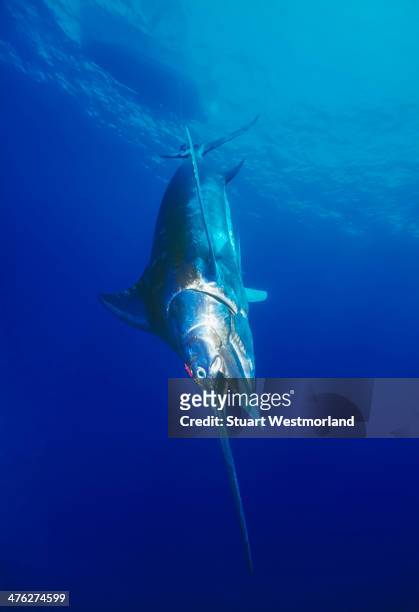 hooked giant marlin - marlin stock pictures, royalty-free photos & images