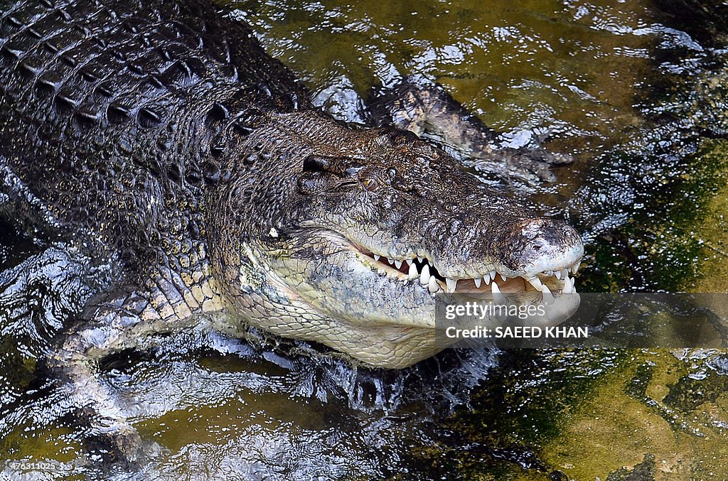 RUGBYL-AUSTRALIA-CROCODILE-PREDICTION