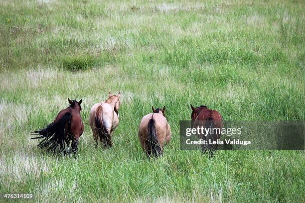 the four horses are gone! - criollos stock pictures, royalty-free photos & images