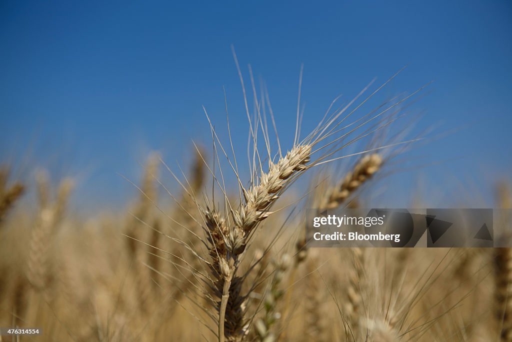 Farmers Harvest Wheat As Japan Releases Revised 1Q GDP Figures