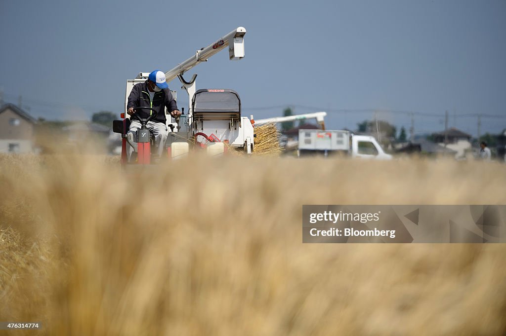 Farmers Harvest Wheat As Japan Releases Revised 1Q GDP Figures