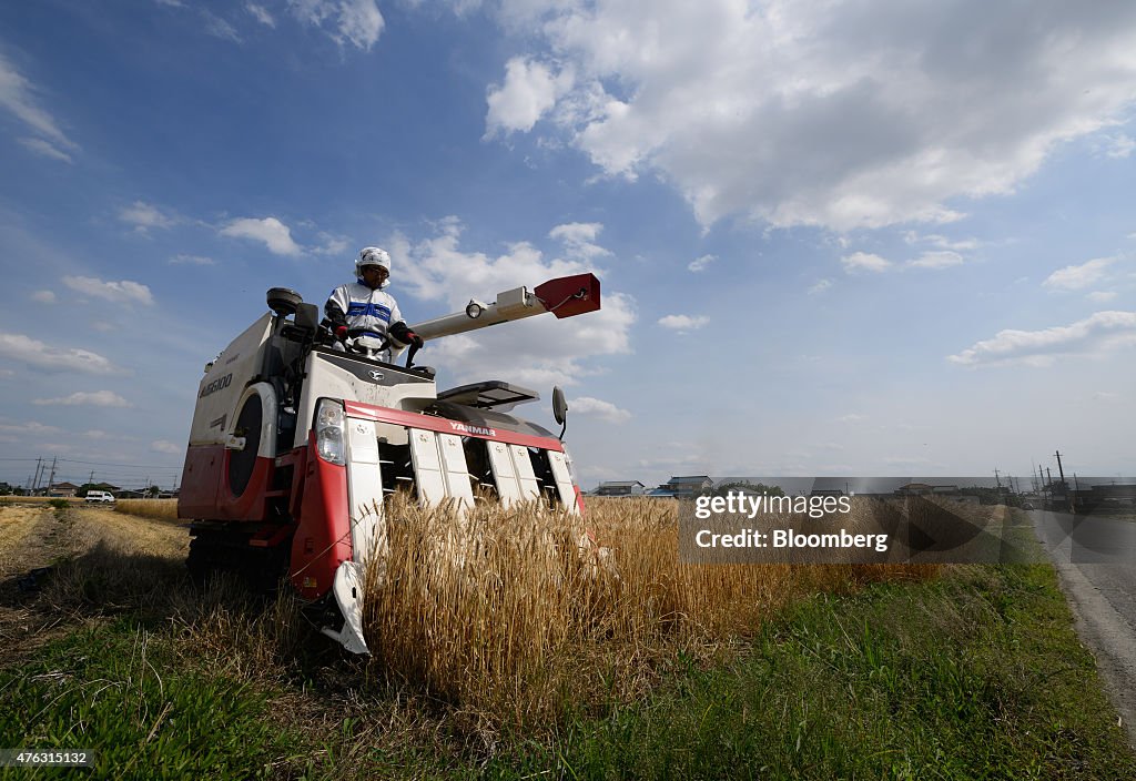 Farmers Harvest Wheat As Japan Releases Revised 1Q GDP Figures