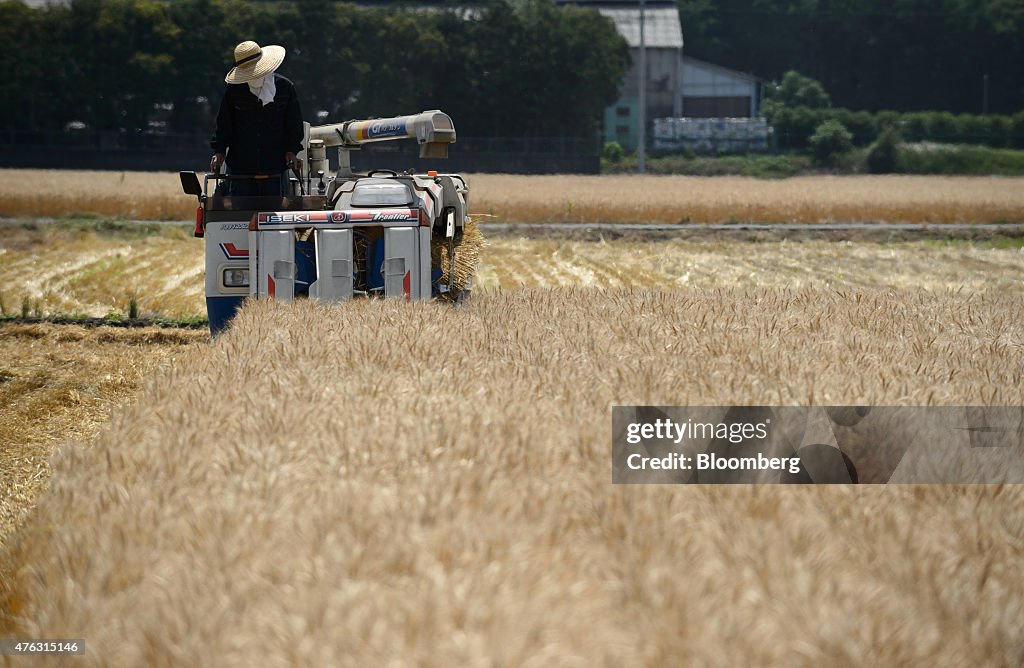 Farmers Harvest Wheat As Japan Releases Revised 1Q GDP Figures