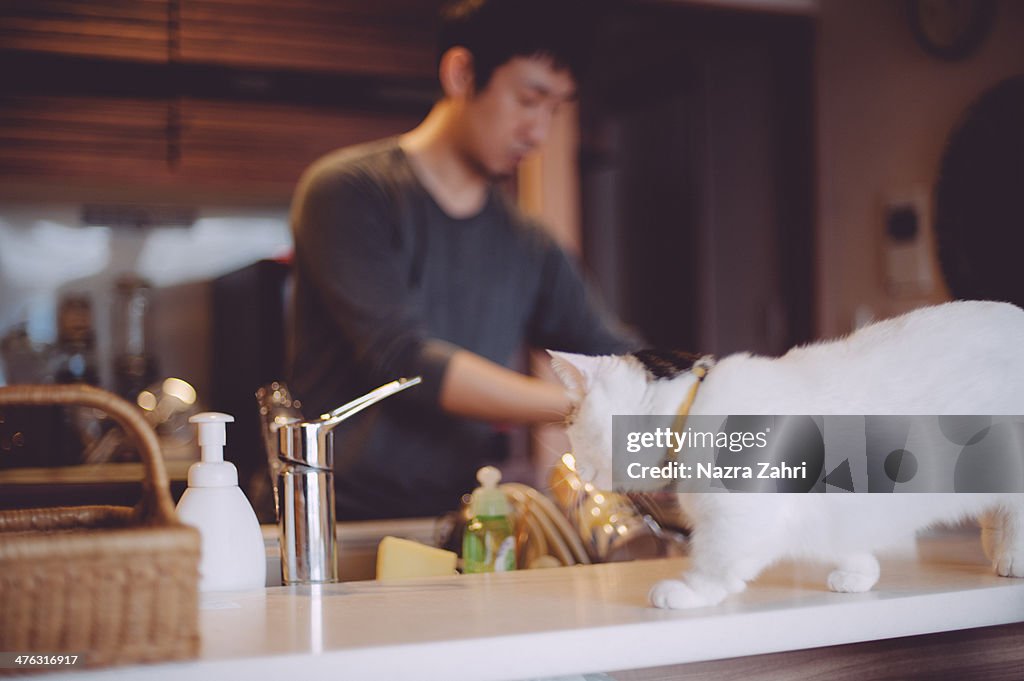 Munchkin cat walking on kitchen counter